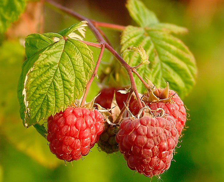 Raspberries.jpg