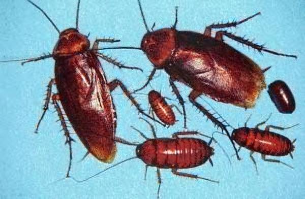cockroaches.jpg